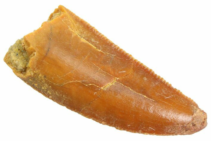 Serrated Raptor Tooth - Real Dinosaur Tooth #347059